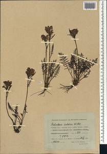 Мытник судетский Willd., Сибирь, Западная Сибирь (S1) (Россия)