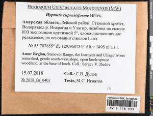 Hypnum cupressiforme Hedw., Гербарий мохообразных, Мхи - Дальний Восток (без Чукотки и Камчатки) (B20) (Россия)