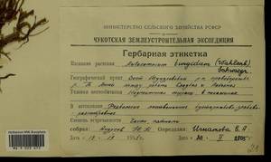 Aulacomnium turgidum (Wahlenb.) Schwägr., Гербарий мохообразных, Мхи - Чукотка и Камчатка (B21) (Россия)
