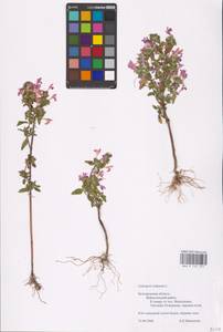 MHA 0 154 253, Пикульник ладанниковый L., Восточная Европа, Центральный лесостепной район (E6) (Россия)