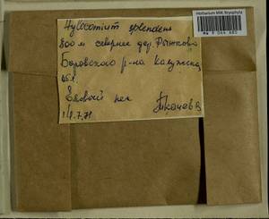 Hylocomium splendens (Hedw.) Schimp., Гербарий мохообразных, Мхи - Центральное Нечерноземье (B6) (Россия)