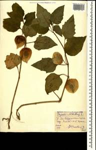 Alkekengi officinarum Moench, Крым (KRYM) (Россия)