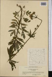 Valeriana excelsa subsp. sambucifolia (J. C. Mikan ex Pohl) Holub, Западная Европа (EUR) (Польша)