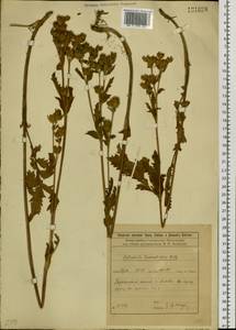 Лапчатка длиннолистная Willd., Сибирь, Прибайкалье и Забайкалье (S4) (Россия)