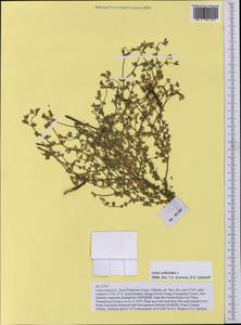 Лядвенец рактиниковый L., Западная Европа (EUR) (Испания)