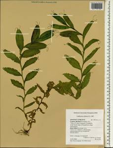 Lathyrus ochrus (L.)DC., Зарубежная Азия (ASIA) (Кипр)