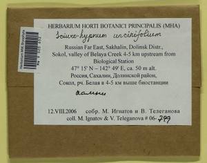 Sciuro-hypnum uncinifolium (Broth. & Paris) Ochyra & Żarnowiec, Гербарий мохообразных, Мхи - Дальний Восток (без Чукотки и Камчатки) (B20) (Россия)