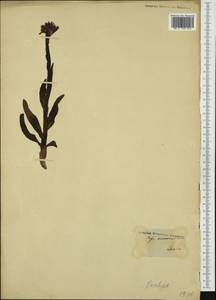 Neotinea lactea (Poir.) R.M.Bateman, Pridgeon & M.W.Chase, Западная Европа (EUR) (Франция)