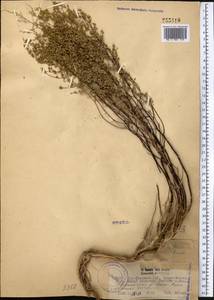 Полынь туранская (Krasch.) Poljak., Средняя Азия и Казахстан, Западный Тянь-Шань и Каратау (M3) (Казахстан)