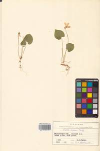 Viola epipsila subsp. repens (Turcz.) W.Becker, Сибирь, Чукотка и Камчатка (S7) (Россия)