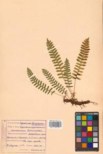 Polypodium virginianum L., Сибирь, Дальний Восток (S6) (Россия)