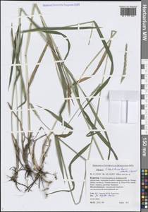 Пырейник изменчивый (Drobow) Tzvelev, Сибирь, Прибайкалье и Забайкалье (S4) (Россия)