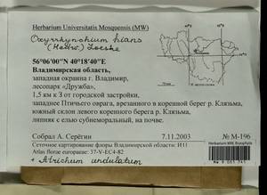 Atrichum undulatum (Hedw.) P. Beauv., Гербарий мохообразных, Мхи - Центральное Нечерноземье (B6) (Россия)