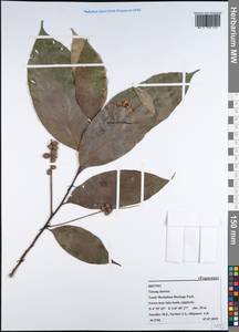 Fagaceae, Зарубежная Азия (ASIA) (Бруней)