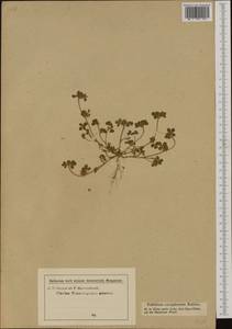 Trifolium thalii Vill., Западная Европа (EUR) (Словения)