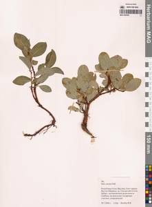 Ива арктическая Pall., Сибирь, Якутия (S5) (Россия)