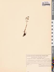 Ладьян трехнадрезанный Châtel., Сибирь, Чукотка и Камчатка (S7) (Россия)