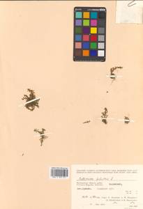 Callitriche palustris subsp. palustris, Сибирь, Чукотка и Камчатка (S7) (Россия)