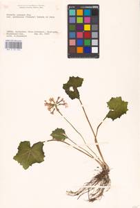 Первоцвет иезский Miq., Зарубежная Азия (ASIA) (Япония)