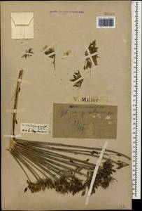 Борщевик Мантегацци Sommier & Levier, Кавказ, Краснодарский край и Адыгея (K1a) (Россия)