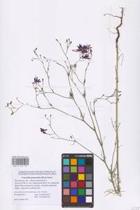 Delphinium consolida subsp. paniculatum (Host) N.Busch, Восточная Европа, Ростовская область (E12a) (Россия)