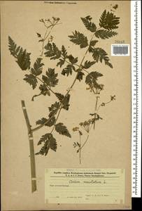 Болиголов крапчатый, Болиголов пятнистый L., Кавказ, Азербайджан (K6) (Азербайджан)