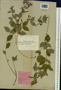 Горошек однопарный A.Braun, Сибирь, Прибайкалье и Забайкалье (S4) (Россия)