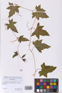 Переступень белый L., Восточная Европа, Московская область и Москва (E4a) (Россия)