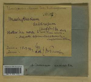 Brachythecium salebrosum (Hoffm. ex F. Weber & D. Mohr) Schimp., Гербарий мохообразных, Мхи - Центральное Нечерноземье (B6) (Россия)