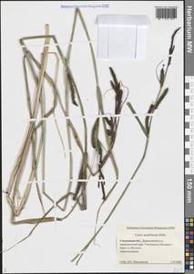 Осока заостренная Ehrh., Восточная Европа, Западный район (E3) (Россия)