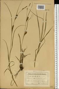 Осока мохнатая, Осока коротковолосистая L., Восточная Европа, Белоруссия (E3a) (Белоруссия)