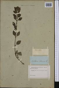 Scutellaria columnae, Западная Европа (EUR) (Неизвестно)