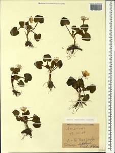 Чистяк калужницелистный Rchb., Кавказ, Грузия (K4) (Грузия)