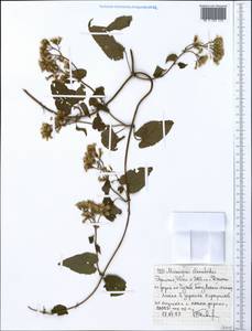 Asteraceae, Африка (AFR) (Эфиопия)