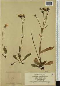 Hieracium kuekenthalianum subsp. brachypogon (Zahn) Greuter, Западная Европа (EUR) (Швейцария)