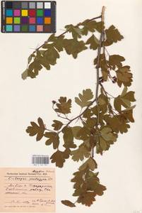 Боярышник пятипестичный Waldst. & Kit. ex Willd., Восточная Европа, Южно-Украинский район (E12) (Украина)
