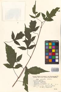Клен гиннала, Клен приречный (Maxim.) Wesm., Сибирь, Дальний Восток (S6) (Россия)