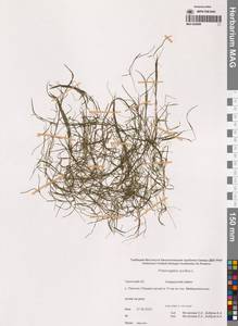 Рдест маленький L., Сибирь, Чукотка и Камчатка (S7) (Россия)