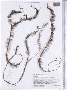 Myriophyllum laxum Shuttlew. ex Chapm., Америка (AMER) (США)