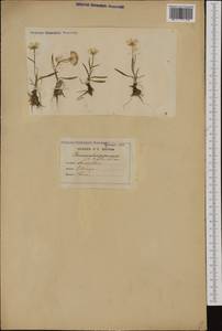 Ranunculus pyrenaeus L., Западная Европа (EUR) (Франция)