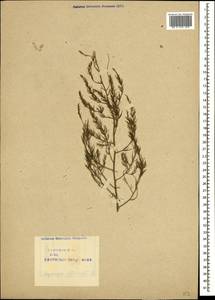 Спаржа лекарственная L., Кавказ, Азербайджан (K6) (Азербайджан)