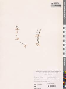 Подмаренник трехраздельный L., Сибирь, Чукотка и Камчатка (S7) (Россия)