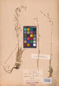 Смолевка зеленоцветковая (Willd.) Ehrh., Восточная Европа, Латвия (E2b) (Латвия)