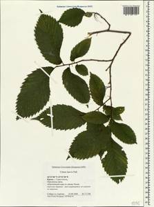 Вяз гладкий, Вяз обыкновенный Pall., Крым (KRYM) (Россия)