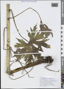 Живокость высокая L., Сибирь, Западная Сибирь (S1) (Россия)