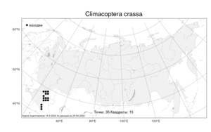 Climacoptera crassa, Климакоптера толстянковая M. Bieb., Атлас флоры России (FLORUS) (Россия)