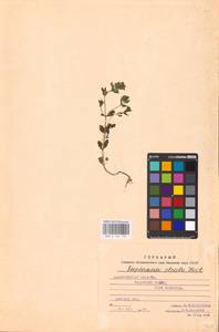 MHA 0 161 781, Очанка прямая J.P.Wolff ex J.F.Lehm., Восточная Европа, Западно-Украинский район (E13) (Украина)