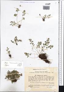 Asplenium lepidum subsp. haussknechtii (Godet & Reuter) Brownsey, Средняя Азия и Казахстан, Западный Тянь-Шань и Каратау (M3) (Узбекистан)