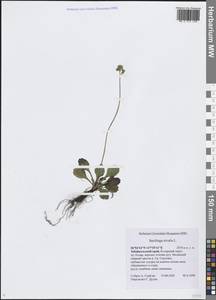 Камнеломка снежная (L.) Small, Сибирь, Прибайкалье и Забайкалье (S4) (Россия)