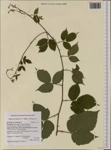 Rubus rivularis Wirtg. & P. J. Müll., Западная Европа (EUR) (Болгария)